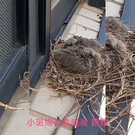 小鳥在窗戶築巢|窗台塞爆「4顆鳥巢」！她驚：升官加薪了…網狂讚風水太好 